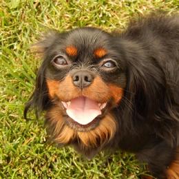 Jetta - Cavalier King Charles Spaniel