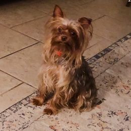 Yorkshire Terrier Puppies from MCM Acres