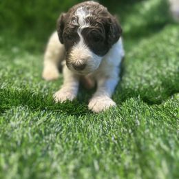 Dolly - Brown and white female Sheepadoodle puppy in Franklin, Texas from Cross Doodles
