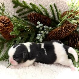 Boy 1 - Black tan and white male Japanese Chin puppy in Davisville, Missouri from Uniquely Yours, Shelly’s Japanese Chins