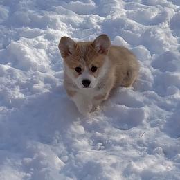 Pembroke Welsh Corgi Puppies from Merrygold Corgis