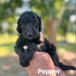 Pepper - Black female Poodle puppy in Athens, Georgia from Alexander’s Standard Poodles