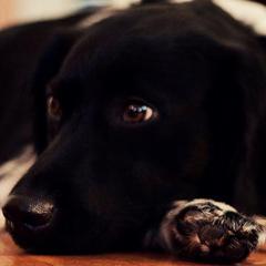 Stabyhouns from Seven Pines Stabyhouns