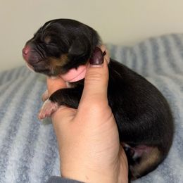 Winterrose - Black tri-color female Australian Shepherd puppy in Anniston, Alabama from All Hale Aussies