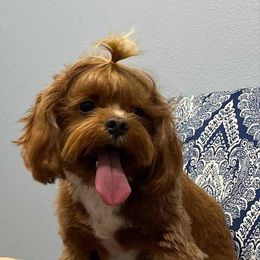 Cavapoo puppies from Bailey’s Cajun Canines