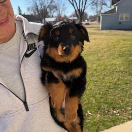 George Strait - Black tri-color male Australian Shepherd puppy in Iowa from Burkhart Family Puppies