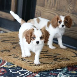 Dallas - Blenheim male Cavalier King Charles Spaniel puppy in Lawton, Oklahoma from Lindsey’s Cavies