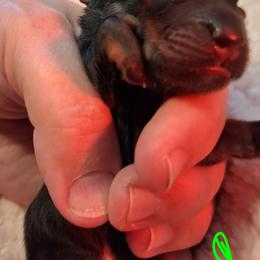 Malibu - Black and tan female Dachshund puppy in Statesville, North Carolina from Dannie's Doxies