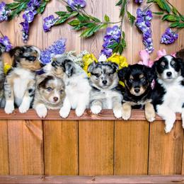 Miniature Australian Shepherd Puppies from Big Coon Little Aussies