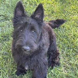 Ronan - Black brindle male Scottish Terrier puppy in Fenton, Michigan from Carnes Croft Scotties