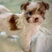 Shih Tzu, Shorkie, Yorkipoo, and Yorkshire Terrier Puppies from Little Rascal Ranch