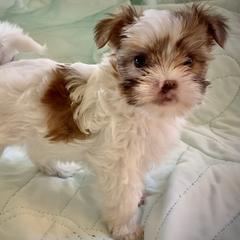 Shih Tzu, Shorkie, Yorkipoo, and Yorkshire Terrier Puppies from Little Rascal Ranch