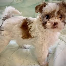 Shih Tzu, Shorkie, Yorkipoo, and Yorkshire Terrier Puppies from Little Rascal Ranch