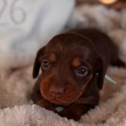 Winnie - Chocolate and tan female Dachshund puppy in Wallingford, Kentucky from Hensley Homestead Dachshunds