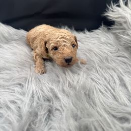 Green collar - Red  male Poodle puppy in Fredericktown, Missouri from Ellie & Co. Doodles