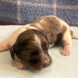 MOCHI - Dapple male Dachshund puppy in Elizabethtown, Kentucky from Teeny Tiny Puppy Tails