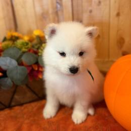 Green - White male Samoyed puppy in Paulden, Arizona from Carefree Samoyeds & Deserthills Labradors