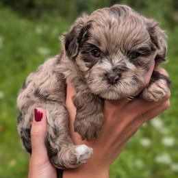 Riptide - Merle male Shihpoo puppy in Coshocton, Ohio from Forever Family Puppies