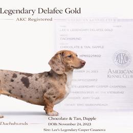 Dela - Dachshund