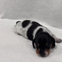 Dachshund Puppies from KJ Kennels of NJ