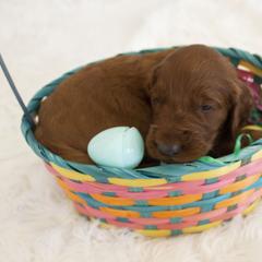 Goldendoodle, Irish Doodle, Labradoodle, and Poodle Puppies from Desert Doodles