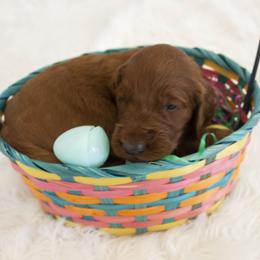 Goldendoodle, Irish Doodle, Labradoodle, and Poodle Puppies from Desert Doodles