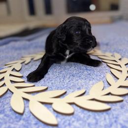 Goose - Black and white male Portuguese Water Dog puppy in Colorado Springs, Colorado from Melissa's Portuguese Water Dogs
