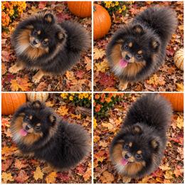 Bluey - Blue and tan male Pomeranian puppy in Middlefield, Ohio from Twice The Love Pomeranians