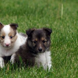 Rottweiler and Toy Shetland Sheepdog Puppies from Mountain High Kennels