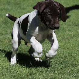 German Shorthaired Pointer Puppies from Wooldridge Kennels