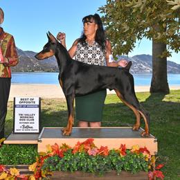 Dealer - Doberman Pinscher