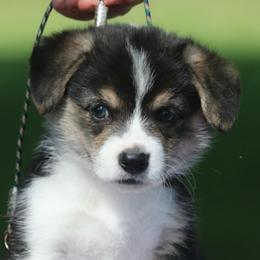 Lamborghini - Black and tan male Pembroke Welsh Corgi puppy in West, Texas from Rustic Spur Kennel