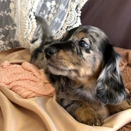 Dachshund Puppies from Snarky Doxy Miniature Dachshunds