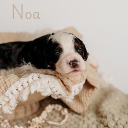 Noa - Tri-color male Bernedoodle puppy in Grants Pass, Oregon from Royal Empire Bernedoodles