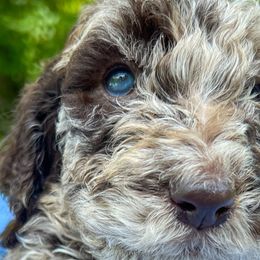 Goldendoodles from Vida Doodles