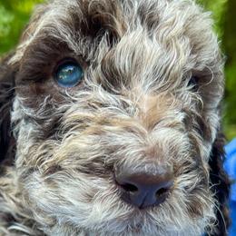 Goldendoodles from Vida Doodles