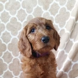 Goldendoodle and Poodle Puppies from Goldendoodle Goodlife