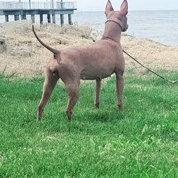 American Hairless Terrier and Pembroke Welsh Corgi All Grown Up from Flipside