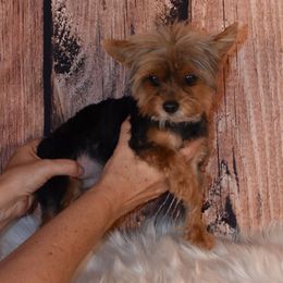 Wikkett - Yorkshire Terrier