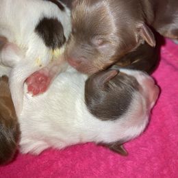 Yorkshire Terrier Puppies from Toy Town Yorkies