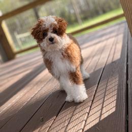 Nova - Red  female Goldendoodle puppy in Somerset, Kentucky from Hilltop Doodles KY LLC