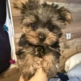 Maltese, Morkie, and Yorkshire Terrier Puppies from North Carolina Maltese, Yorkies & Morkies(previously California Maltese, Yorkies & Morkies)