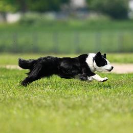 Khaos - Australian Shepherd