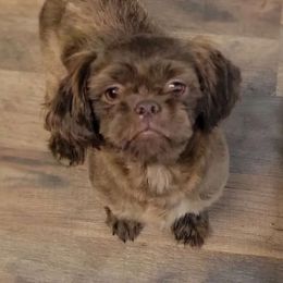 Buster Brown - Shih Tzu