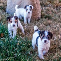 Jack Russell Terrier Puppies from Avalanche Acres