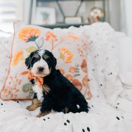 Coconut - Tri-color male Bernedoodle puppy in Murray, Utah from Sun Valley Doodles