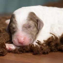 Teal - Brown and white female Sheepadoodle puppy in Youngstown, Florida from Wonderland’s Boujie Kennels