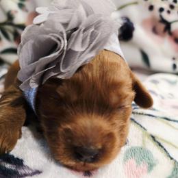 Avery - Red female Cavapoo puppy in Truckee, California from Heavenly Goldendoodles