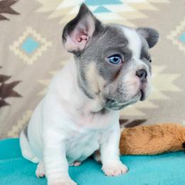 Kenny - Tricolors male French Bulldog puppy in Courtland, Alabama from Ponderosa Frenchies and Cavapoo’s