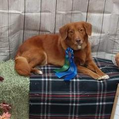 Nova Scotia Duck Tolling Retrievers from Hearts and Paws